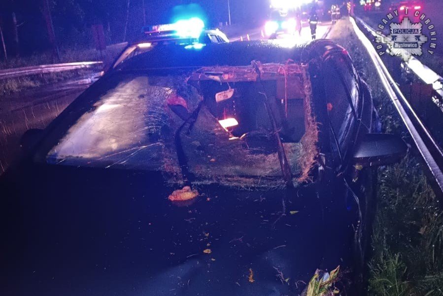 Groźny wypadek na S1 w Mysłowicach. Łoś wtargnął na drogę, kierowca trafił do szpitala